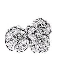 streptomyces colonies